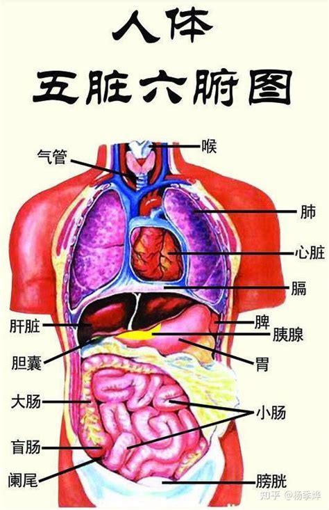 內臟有哪些|人体器官分布图